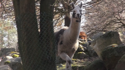 Jak co piątek prezentujemy sympatycznych mieszkańców bydgoskiego Ogrodu Zoologicznego. Zrzut ekranu JW