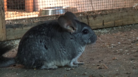 Jak co piątek prezentujemy sympatycznych mieszkańców bydgoskiego Ogrodu Zoologicznego. Zrzut ekranu JW