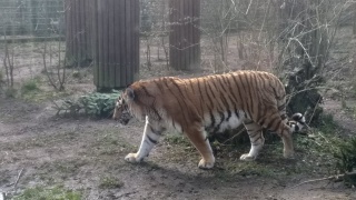 Wstajemy od stołu i jedziemy do Myślęcinka. Może zoo albo park linowy