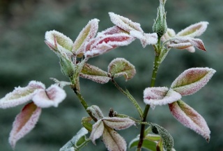 Temperatura w nocy spadnie. IMGW ostrzega przed przymrozkami w regionie