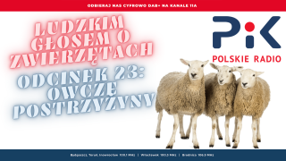 Ludzkim głosem o zwierzętach: Wyprawa po owcze runo [wideo, zdjęcia]