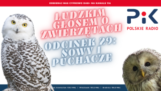 Ludzkim głosem o zwierzętach: O ptakach, które mają szlary [wideo, zdjęcia]
