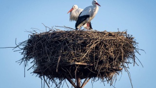 Żegnamy jerzyki i bociany Większość z tych ptaków wybiera kierunek: Afryka