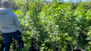 Trzy plantacje marihuany zlikwidowane. Jedna z nich znajdowała się w Bydgoszczy [wiedeo]