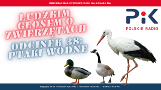 Ludzkim głosem o zwierzętach: one brodzą, nurkują, pływają i fruwają [wideo, zdjęcia]