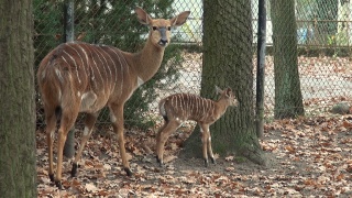 Bydgoskie zoo powitało antylopę Nutellę Ludzkim głosem o zwierzętach [wideo, zdjęcia]