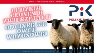 Ludzkim głosem o zwierzętach: Kto ma owcę, ten ma co, chce Mamy stado [wideo, zdjęcia]