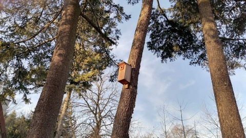 Wielkie sprzątanie ptasich budek w Bydgoszczy. Czego tam nie ma [zdjęcia]