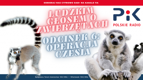 Ludzkim głosem o zwierzętach: lemur Czesio na zabiegu u weterynarza [wideo]