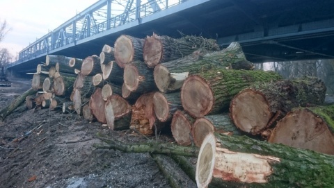 Jest prokuratorskie śledztwo ws. wycinki drzew na Kępie Bazarowej w Toruniu