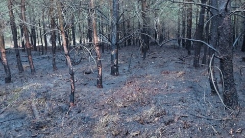 Las przyprószony siwizną. Pożar ściółki na bydgoskiej Osowej Górze [zdjęcia]