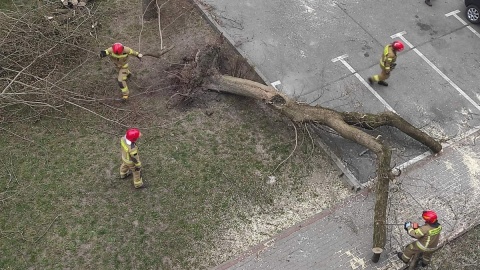 Wiatr złamał drzewo, a to runęło na człowieka. Wypadek w Bydgoszczy