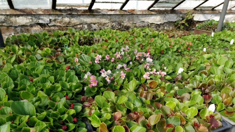 Dywany kwiatowe w Chełmnie już rosną Ułożą się w motyw nadziei i wolności