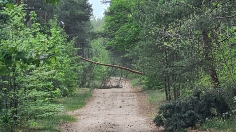 Silny wiatr powala drzewa. Strażacy mają wiele interwencji