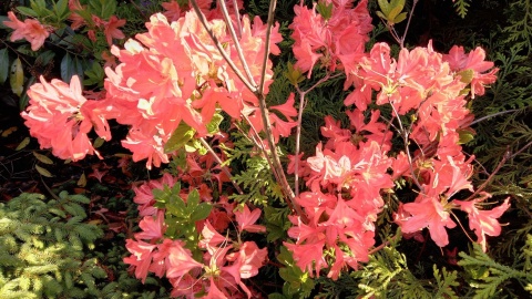 W tym ogrodzie kwitną azalie, rododendrony i liliowce. I kumkają żaby [zdjęcia, wideo]