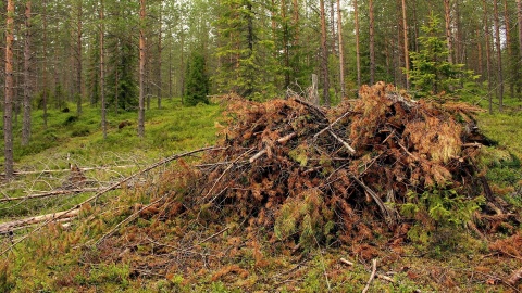 Polacy ruszyli do lasów po chrust. Uwaga: za zebrane gałązki się płaci