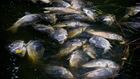Odra dramatycznie zanieczyszczona. Wydobyto z niej już 10 ton martwych ryb