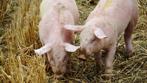 Drastyczna opłata za sprzedaż świń. Rolnicy mówią, że to rozbój w biały dzień