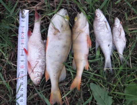 Śnięte ryby w Jeziorze Wielkim w Skępem. Tym razem winni mogą być kłusownicy [zdjęcia]