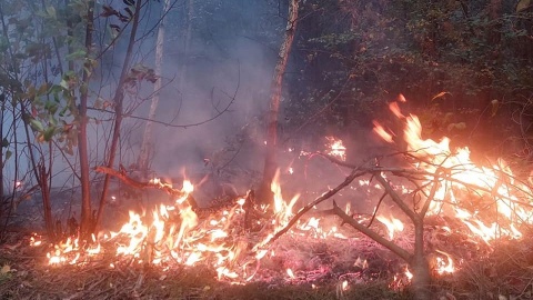Kto podpala lasy Kilka pożarów wybuchło naraz w Nadleśnictwie Cierpiszewo