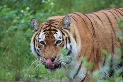 Przez osiem lat można było podziwiać go w bydgoskim zoo. Nie żyje tygrys Yardan-Altaj