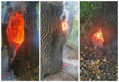 Kto podpalił prawie dwustuletnie drzewo Pomnik przyrody spłonął w Koronowie