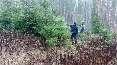 Kto wycina drzewa w lasach Wspólne patrole policjantów i leśników