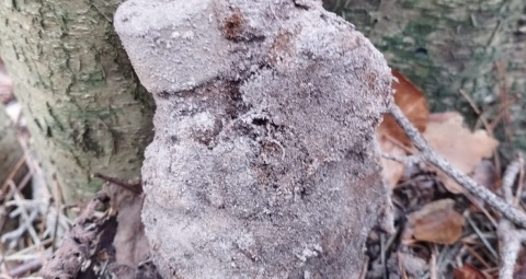 Granat z czasów II wojny światowej odnaleziony w lesie w okolicach Tucholi