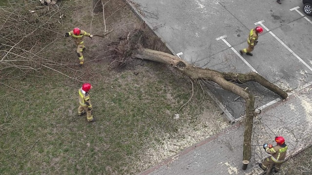 Wiatr złamał drzewo, a to runęło na człowieka. Wypadek w Bydgoszczy