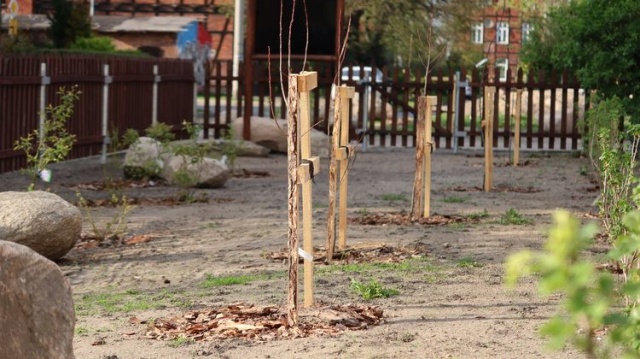 Czy miejski sad przetrwa na Londynku To jeden z projektów budżetu obywatelskiego