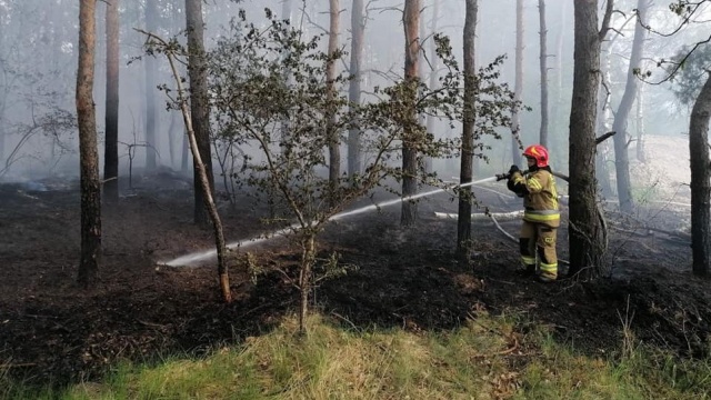Trzeci stopień zagrożenia w lasach w regionie Leśnicy apelują o ostrożność