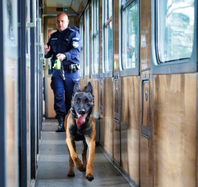 PESA udostępniła pociągi. Policyjne psy tropiły narkotyki i materiały wybuchowe [wideo]