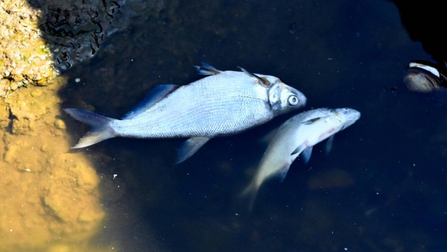 Śnięte ryby w żnińskim jeziorze. Służby sprawdzają, czy winna jest przyducha