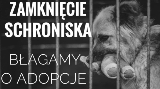 Domy dla zwierzaków pilnie poszukiwane. Muszą zamknąć schronisko [wideo]