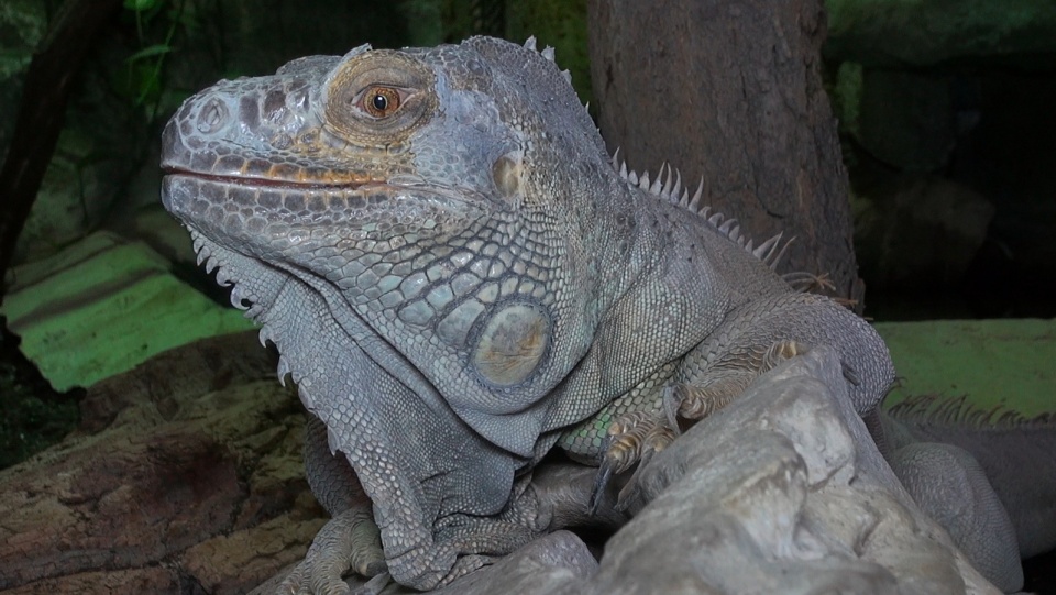 Jeden z mieszkańców Ogrodu Zoologicznego w Myślęcinku. Fot. Janusz Wiertel