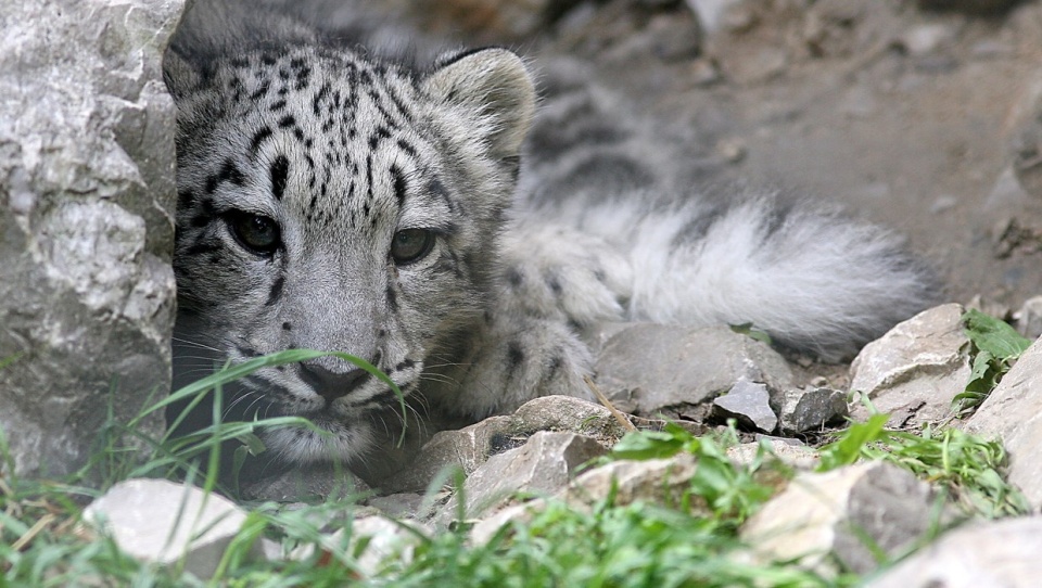 Nie żyje Ayana, samica irbisa śnieżnego, podopieczna warszawskiego zoo. Zwierzę miało powikłania po COVID-19./fot. PAP/Jacek Bednarczyk