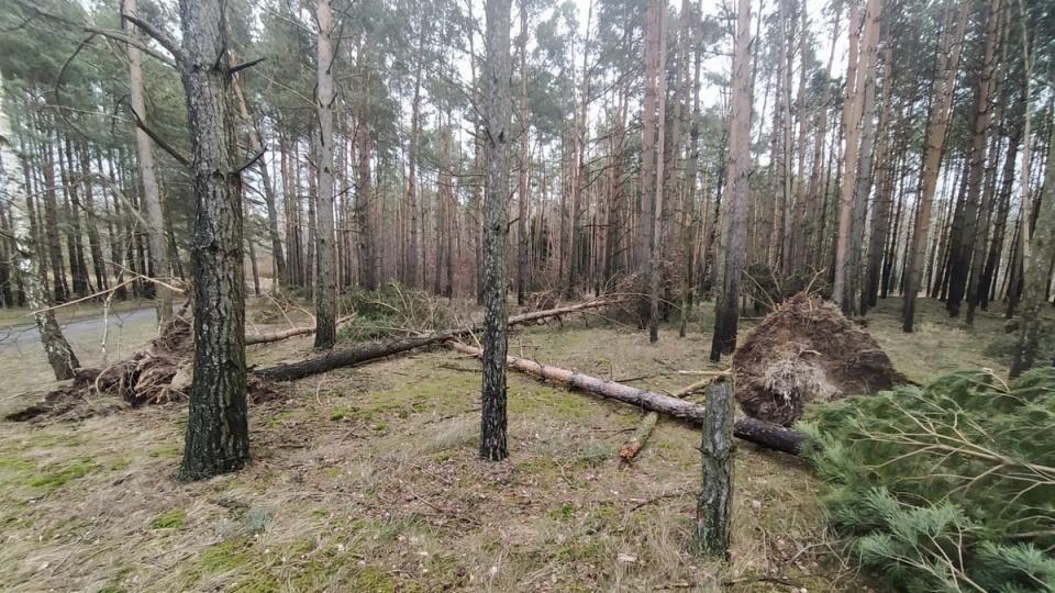 Tylko w nadleśnictwie Dąbrowa w powiecie świeckim silny wiatr powalił około 10 tysięcy drzew/fot. Marcin Doliński