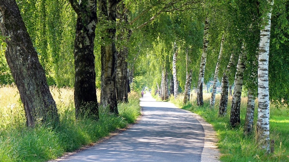 Pięknie wyglądają i oczyszczają glebę z toksyn. Naukowcy odkryli ekologiczne walory brzóz./fot. Pixabay