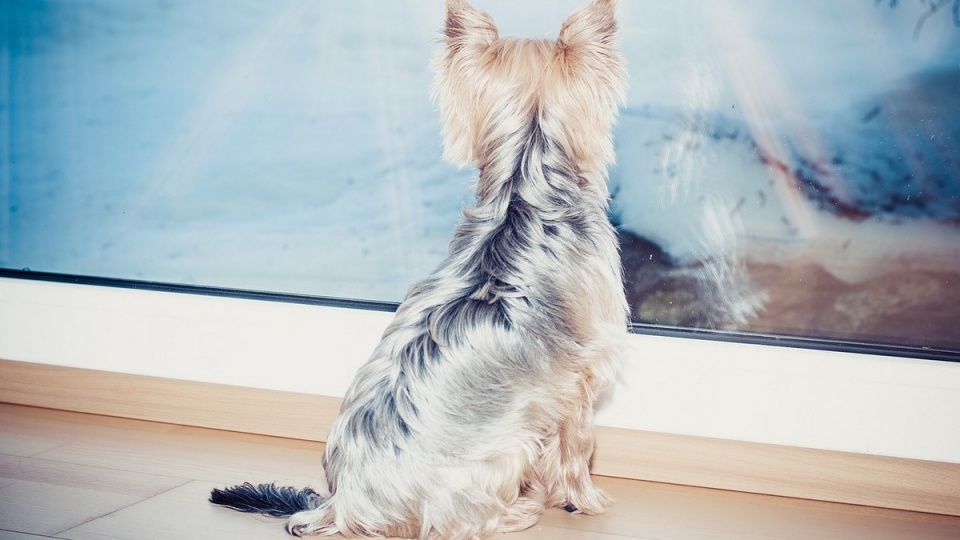 Na policję zgłosił się właściciel psa Yorkshire terrier, który znalazł zwierzaka na swojej posesji, gdy ten już nie żył/fot. Pixabay