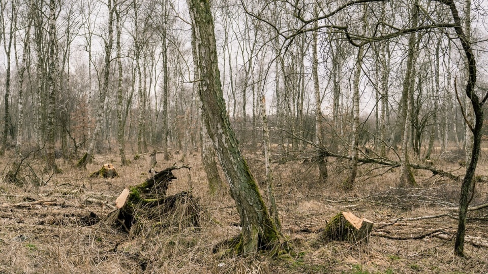 Wycieli z lasu drzewa o wartości ponad 10 tysięcy złotych, licząc na darmowy opał. Fot. Policja