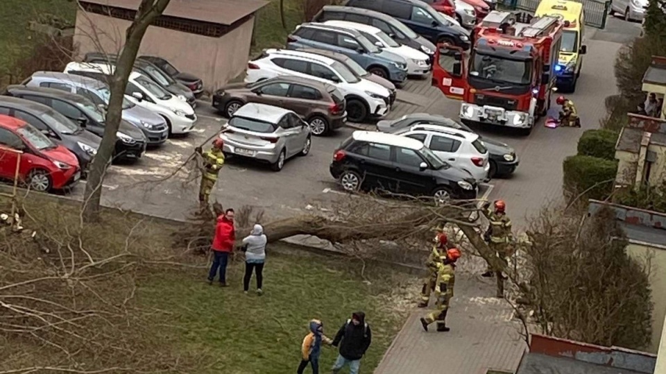 Na ul. Modrakowej złamane przez wichurę drzewo spadło na człowieka/fot. Bydgoszcz 998