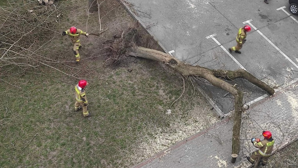 Na ul. Modrakowej złamane przez wichurę drzewo spadło na człowieka/fot. Bydgoszcz 998
