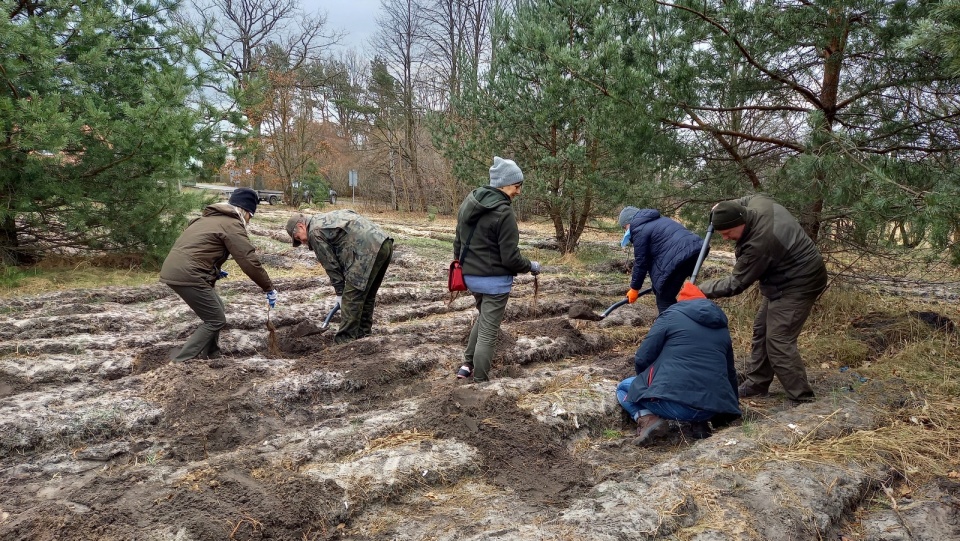 Pracownicy Nadleśnictwa Bydgoszcz posadzili łącznie około 600 drzewek. Fot. Agata Raczek