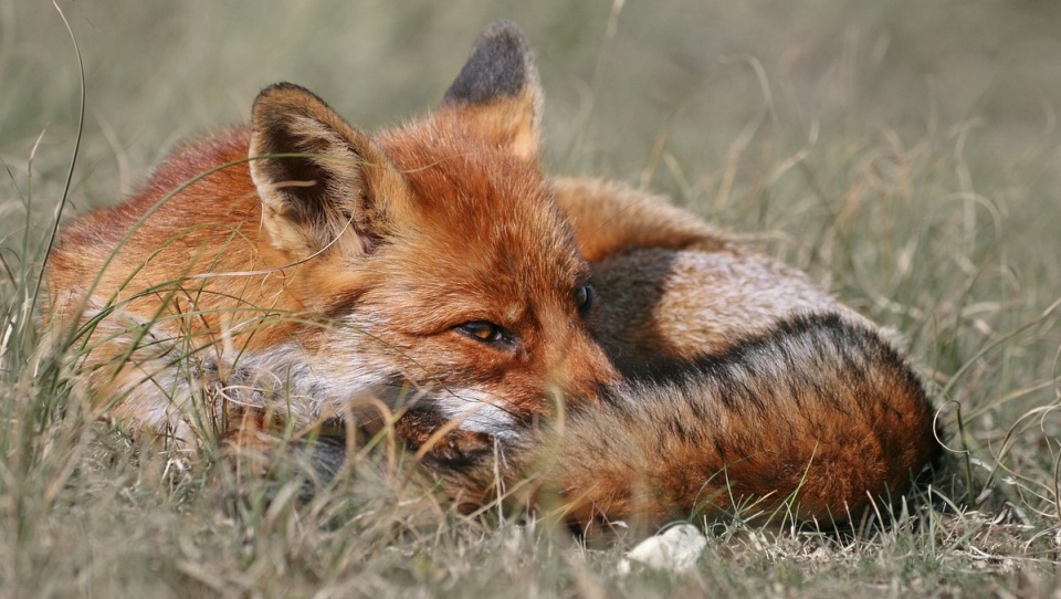 Powodem jest martwy lis znaleziony na granicy Kujaw i Mazowsza/fot. Pixabay
