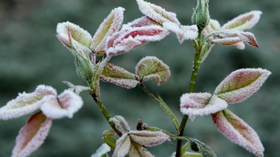 Miejscami spadek temperatury może wynieść -1 st. C, zaś przy gruncie temperatura może spaść do -4 stopni/fot. Pixabay