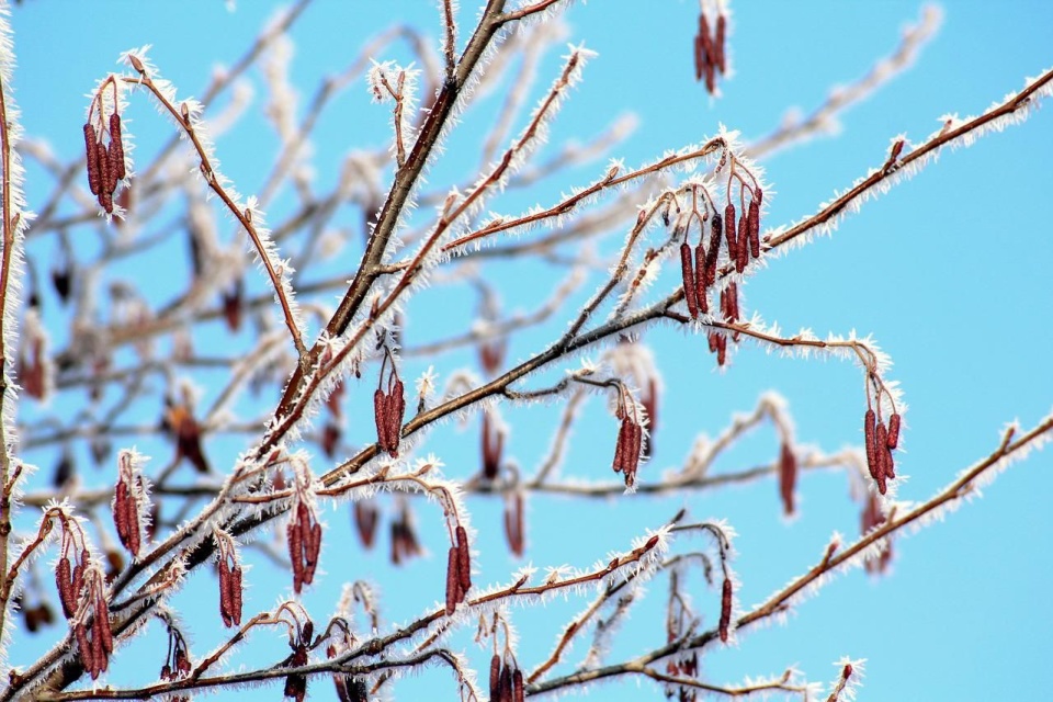 Instytut Meteorologii i Gospodarki Wodnej wydał ostrzeżenie przed przymrozkami w województwie kujawsko-pomorskim/fot. Pixabay