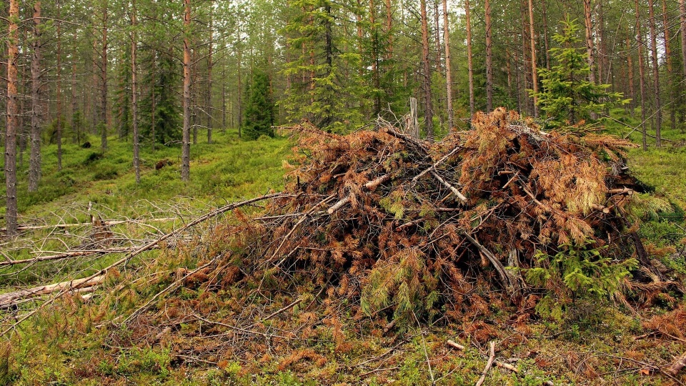 Nie każda sucha leśna gałąź jest chrustem, czyli drewnem małowymiarowym. O tym, co wolno zbierać w lesie, i ile to będzie kosztowało trzeba porozmawiać z leśnikiem./fot. Pixabay