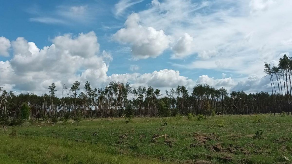 25 milionów drzew posadzono w nadleśnictwie Szubin (powiat nakielski) od czasu nawałnicy w 2017 roku/fot. Monika Siwak