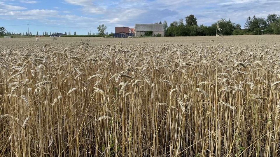 W związku z rosyjską inwazją tegoroczne zbiory na Ukrainie są zagrożone i mogą być dwa razy mniejsze. Fot. Tomasz Kaźmierski
