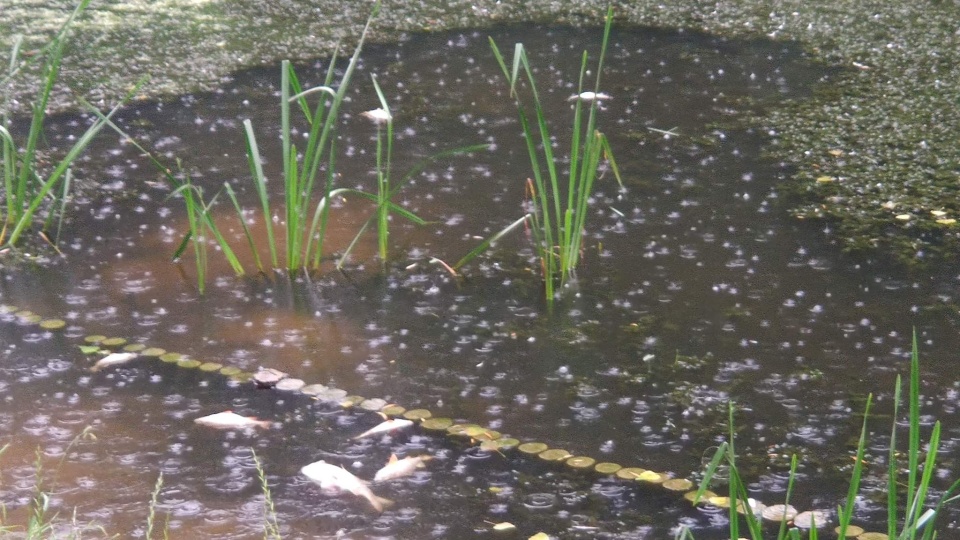 W toruńskiej Martówce pojawiły się śnięte ryby. Fot.: nadesłane